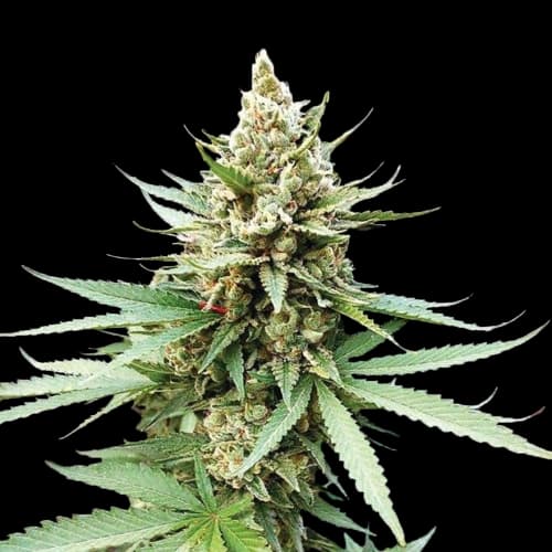 Terminator OG cannabis seeds packaging — Royal King Seeds Australia