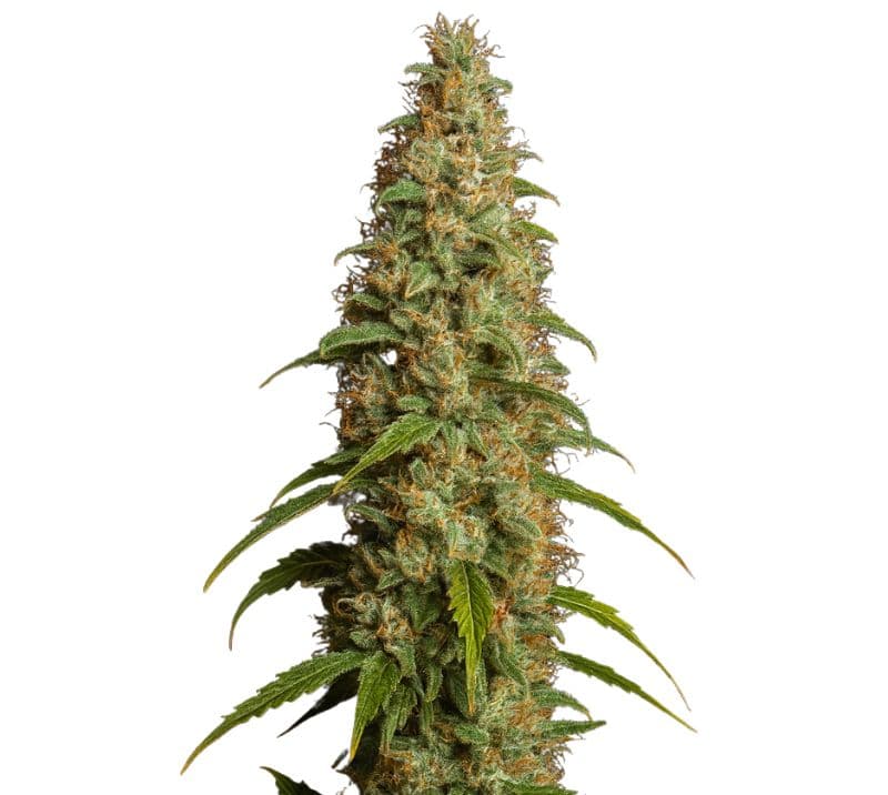 Thai cannabis seeds packaging — Royal King Seeds Australia