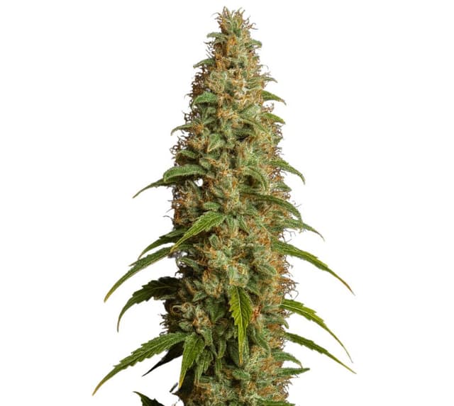 Thai cannabis seeds packaging — Royal King Seeds Australia