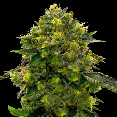 The Big Stink cannabis seeds packaging — Royal King Seeds Australia