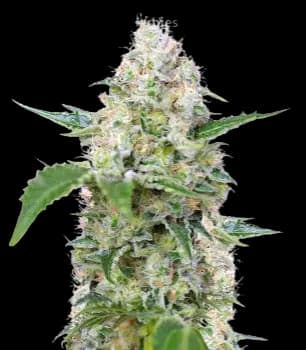 The Hog cannabis seeds packaging — Royal King Seeds Australia