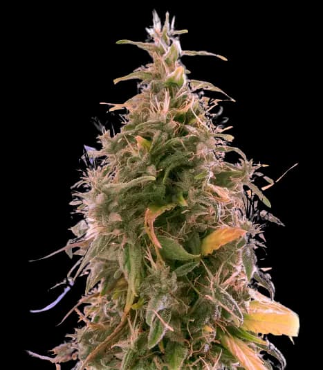 The Sister cannabis seeds packaging — Royal King Seeds Australia