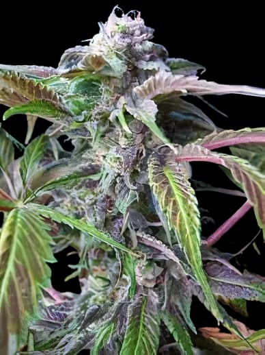 The Truth cannabis seeds packaging — Royal King Seeds Australia