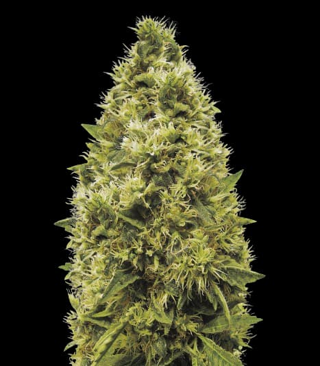 The White cannabis seeds packaging — Royal King Seeds Australia