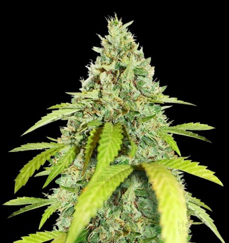 Thin Mint GSC cannabis seeds packaging — Royal King Seeds Australia