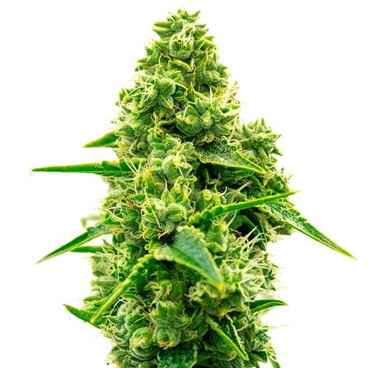 Tiger Woods cannabis seeds packaging — Royal King Seeds Australia