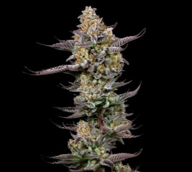Tigermelon cannabis seeds packaging — Royal King Seeds Australia