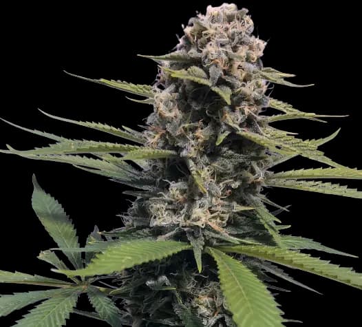 Timewreck cannabis seeds packaging — Royal King Seeds Australia