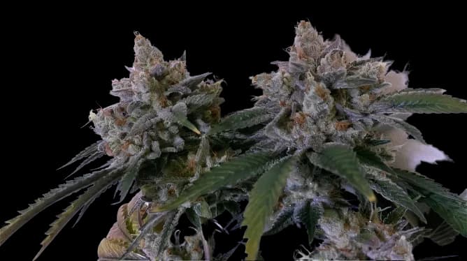 Tora Bora cannabis seeds packaging — Royal King Seeds Australia