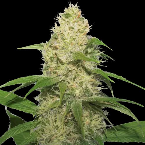 Training Day cannabis seeds packaging — Royal King Seeds Australia