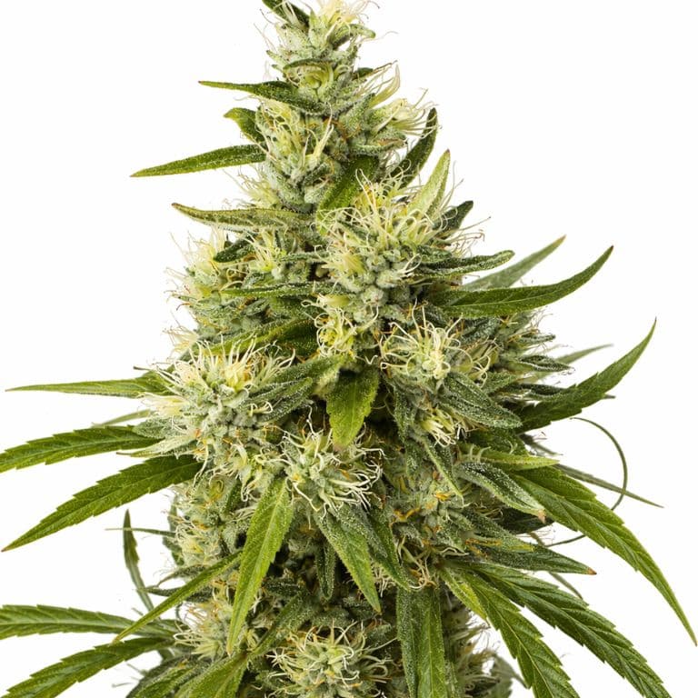 Trainwreck cannabis seeds packaging — Royal King Seeds Australia