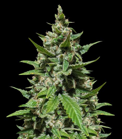 Trash cannabis seeds packaging — Royal King Seeds Australia