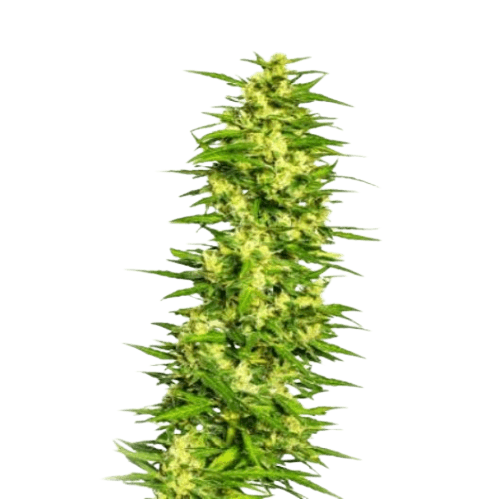 Treasure Island cannabis seeds packaging — Royal King Seeds Australia