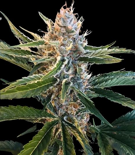 Tree of Life cannabis seeds packaging — Royal King Seeds Australia