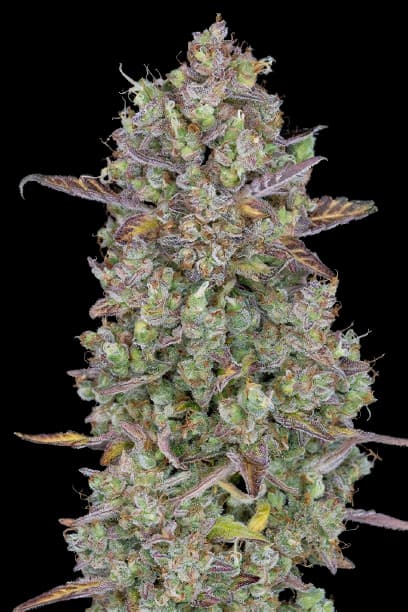 Triangle Kush cannabis seeds packaging — Royal King Seeds Australia