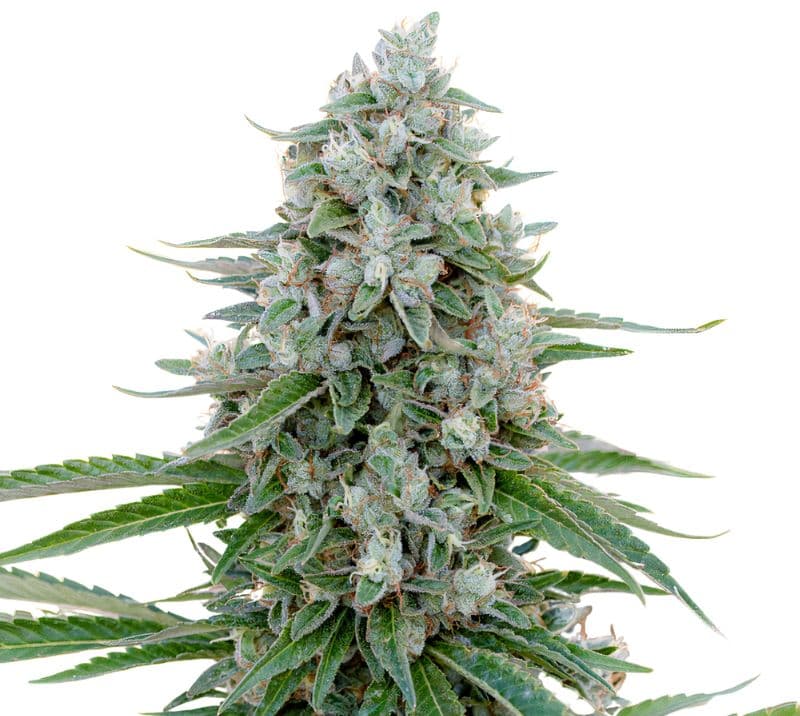 Trinity cannabis seeds packaging — Royal King Seeds Australia