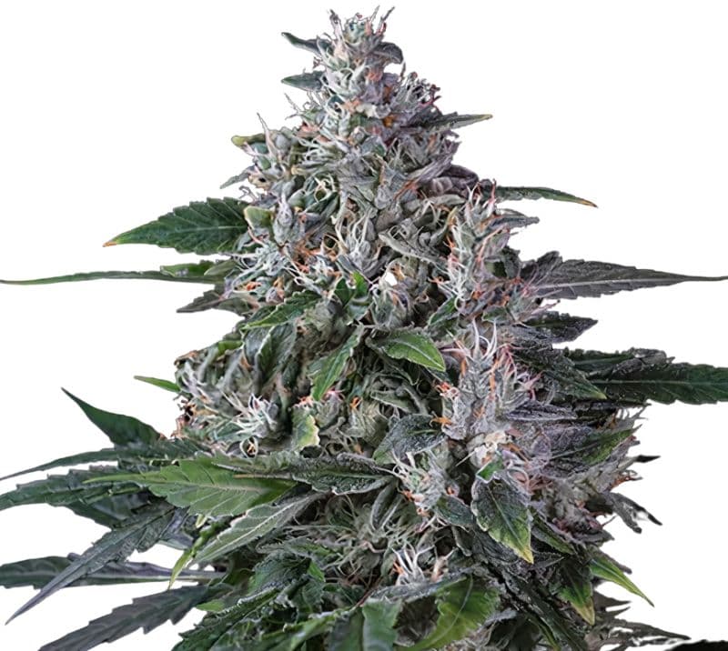 Tropic Thunder cannabis seeds packaging — Royal King Seeds Australia