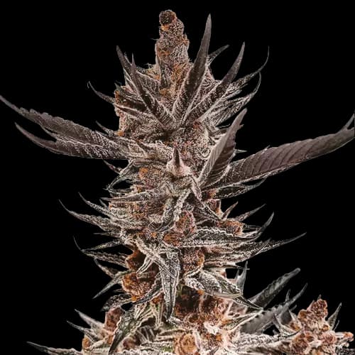 Tropicana Cookies Purple cannabis seeds packaging — Royal King Seeds Australia
