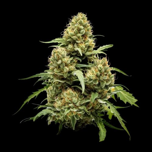True OG cannabis seeds packaging — Royal King Seeds Australia