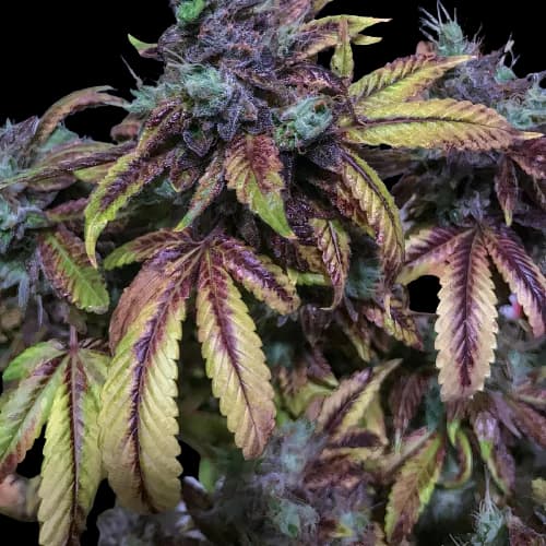 Tuna Kush cannabis seeds packaging — Royal King Seeds Australia