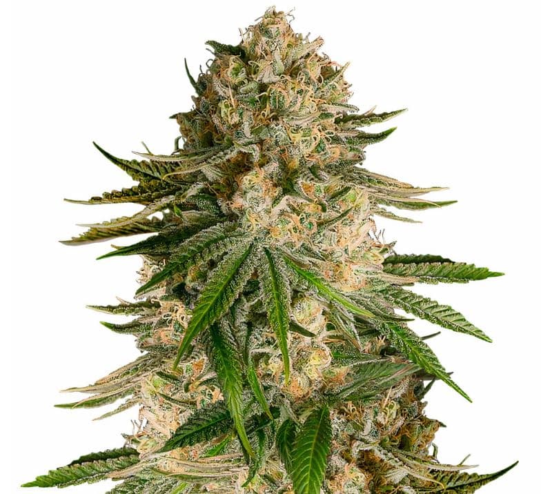 Turbo Mind Warp cannabis seeds packaging — Royal King Seeds Australia