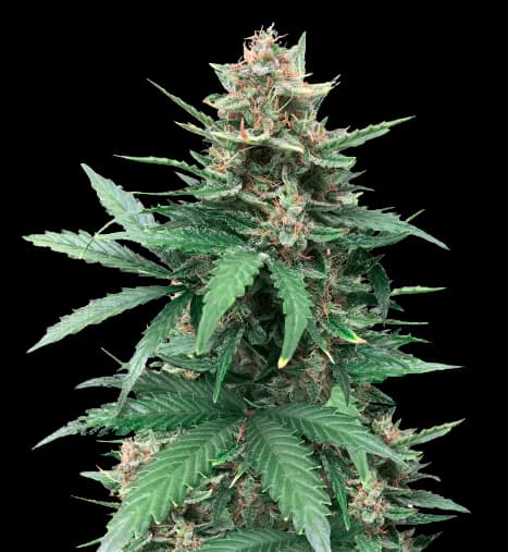 Tutankhamon cannabis seeds packaging — Royal King Seeds Australia