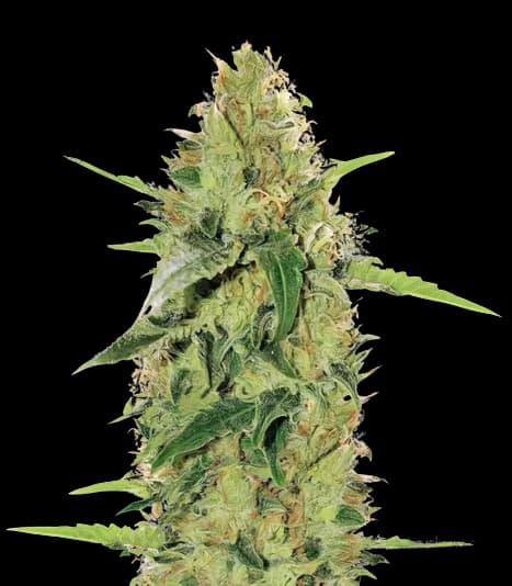 Tutti Frutti cannabis seeds packaging — Royal King Seeds Australia