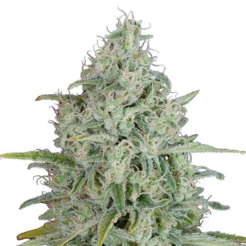 UK Cheese cannabis seeds packaging — Royal King Seeds Australia