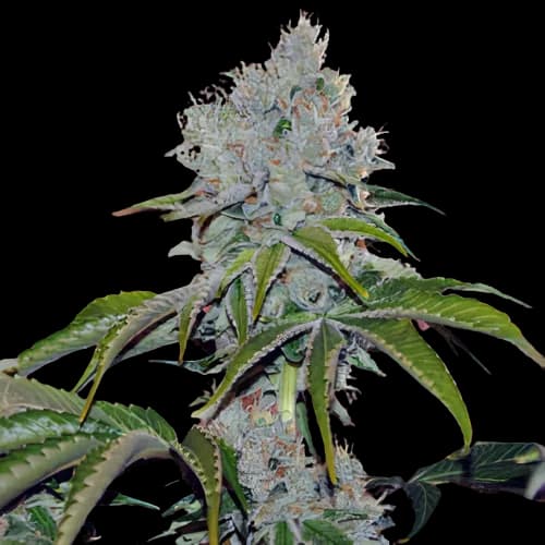 Vader OG cannabis seeds packaging — Royal King Seeds Australia