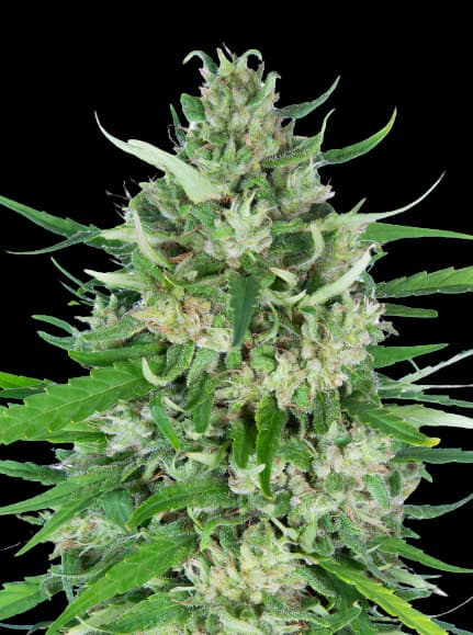 Valentine X CBD cannabis seeds packaging — Royal King Seeds Australia