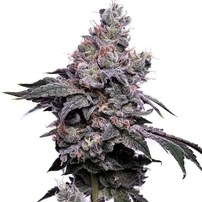 Valley Ghash cannabis seeds packaging — Royal King Seeds Australia