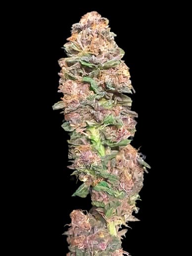 Vanilla Kush cannabis seeds packaging — Royal King Seeds Australia