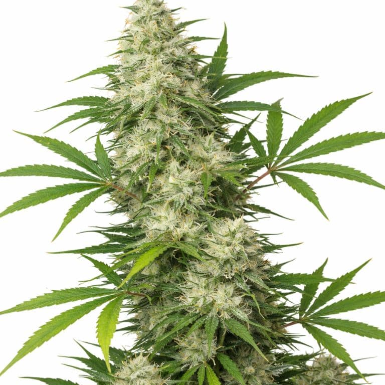Vortex cannabis seeds packaging — Royal King Seeds Australia