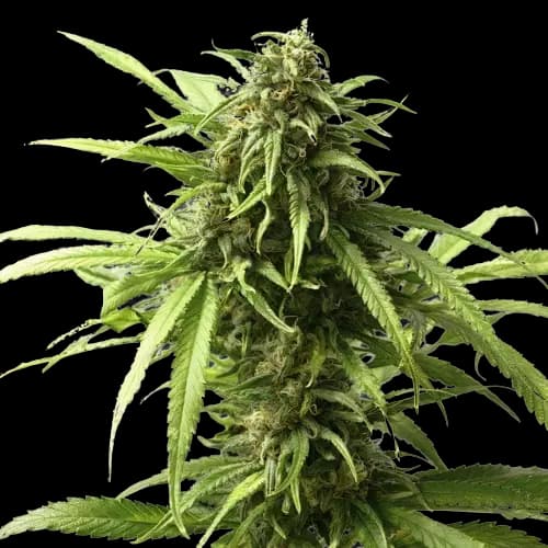 Warlock cannabis seeds packaging — Royal King Seeds Australia