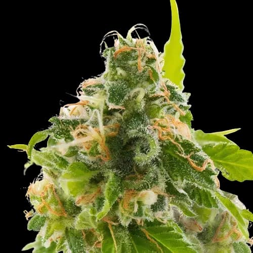 Watermelon cannabis seeds packaging — Royal King Seeds Australia