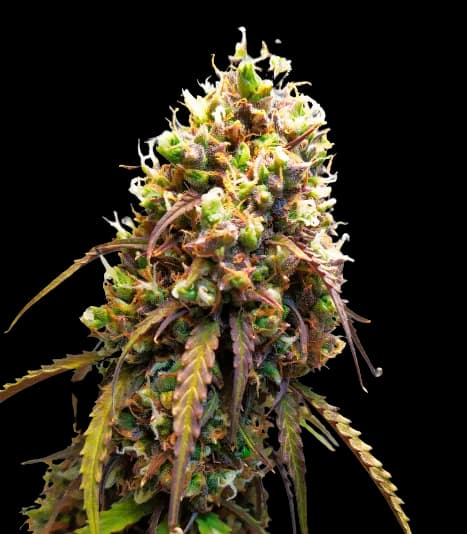 West OG cannabis seeds packaging — Royal King Seeds Australia