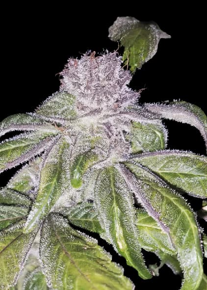 Whitaker Blues cannabis seeds packaging — Royal King Seeds Australia