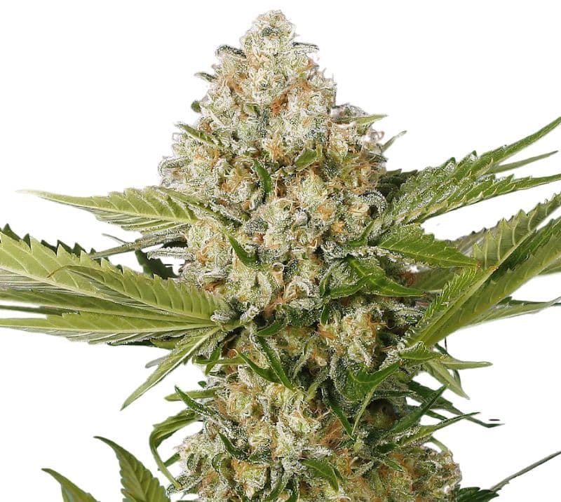 White Buffalo cannabis seeds packaging — Royal King Seeds Australia