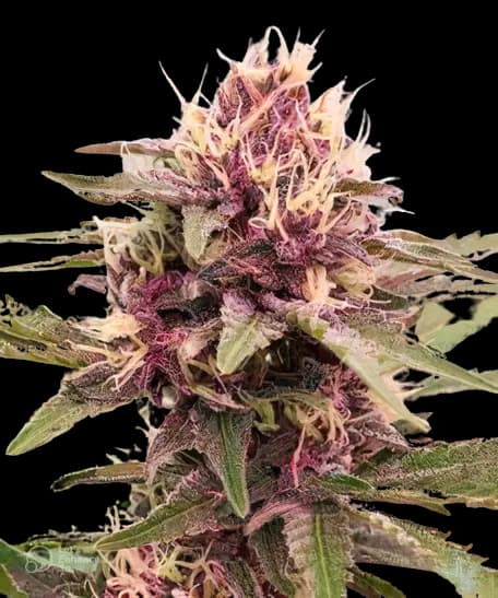 White Empress cannabis seeds packaging — Royal King Seeds Australia