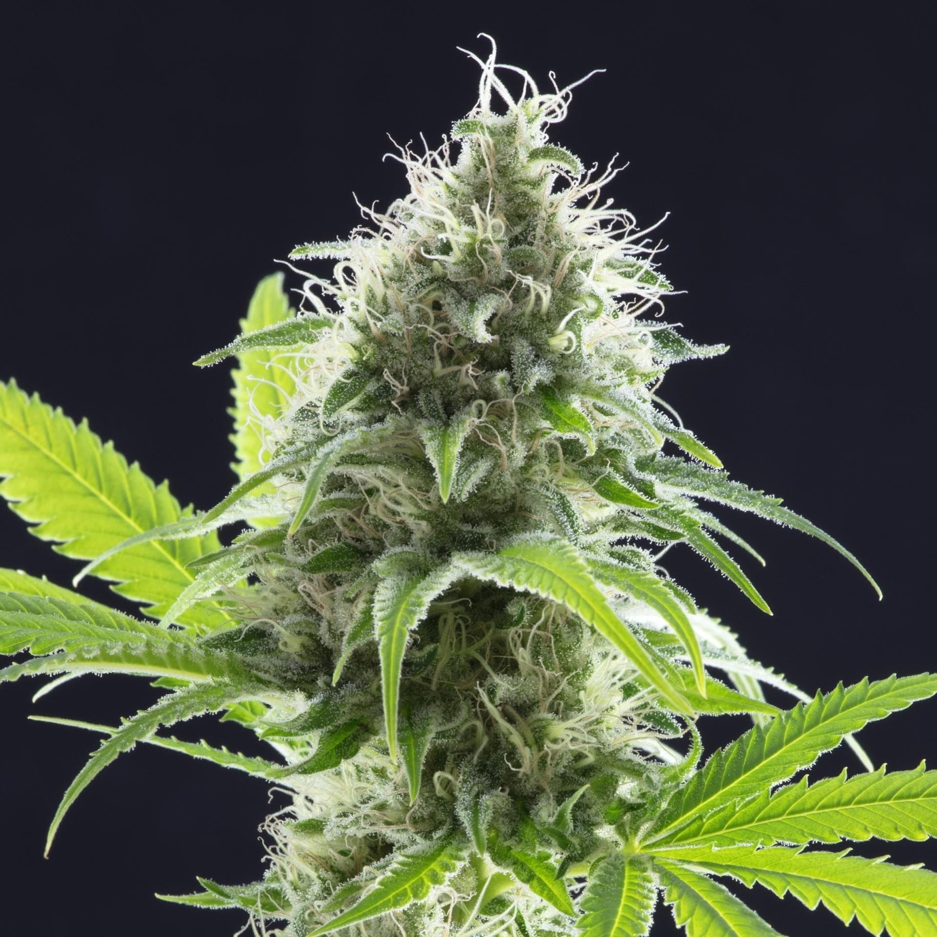 White Fire Alien OG cannabis seeds packaging — Royal King Seeds Australia