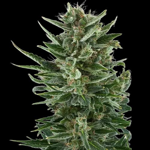 White Gold cannabis seeds packaging — Royal King Seeds Australia