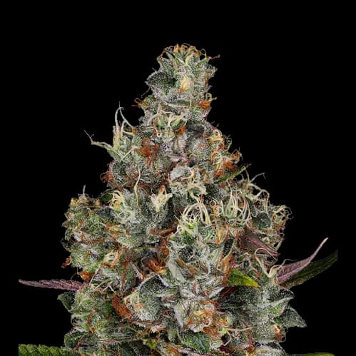White Kryptonite cannabis seeds packaging — Royal King Seeds Australia
