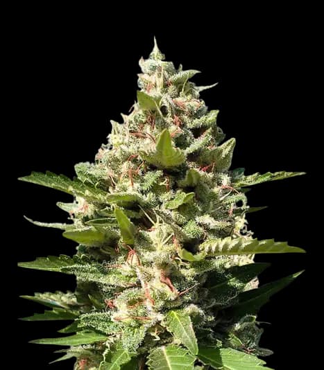 White Kush cannabis seeds packaging — Royal King Seeds Australia