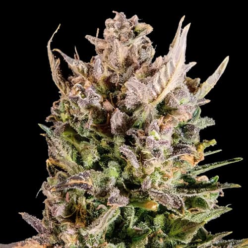 White Lightning cannabis seeds packaging — Royal King Seeds Australia