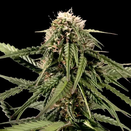 White Nightmare cannabis seeds packaging — Royal King Seeds Australia