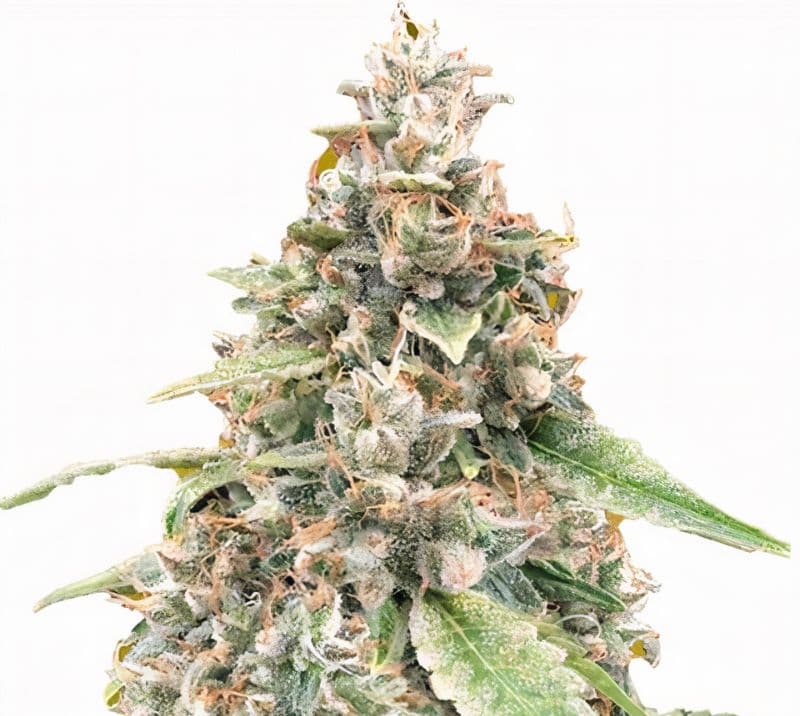White OG cannabis seeds packaging — Royal King Seeds Australia