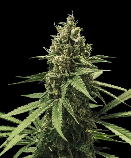 White Rhino cannabis seeds packaging — Royal King Seeds Australia