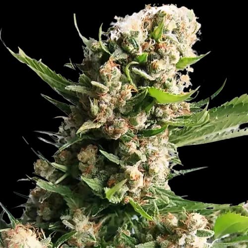 White Russian cannabis seeds packaging — Royal King Seeds Australia