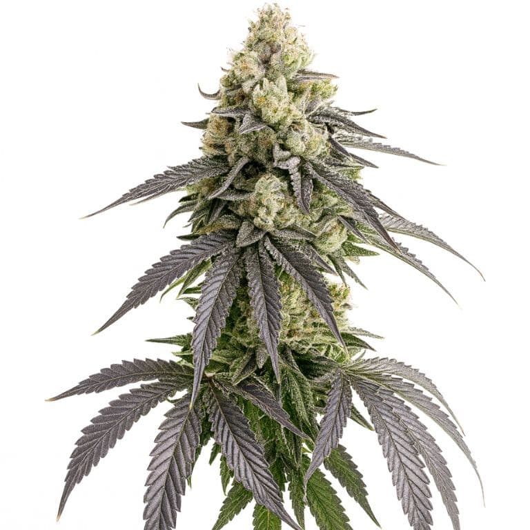 White Truffle cannabis seeds packaging — Royal King Seeds Australia