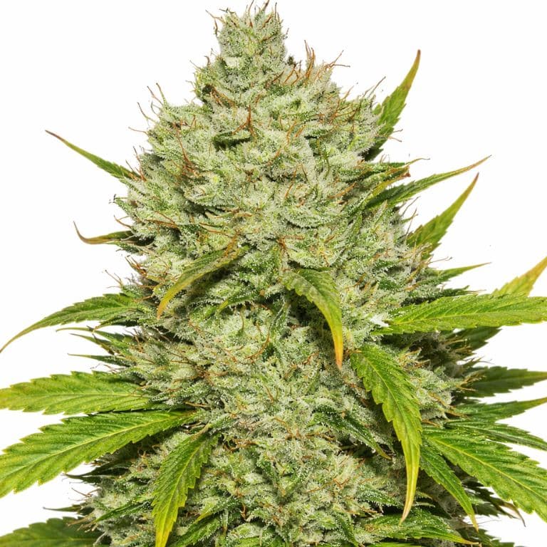 Wonder Woman cannabis seeds packaging — Royal King Seeds Australia